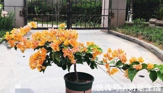 小齐|三角梅不控水依然开花爆盆，教你一个“小技巧”，开花一茬接一茬！