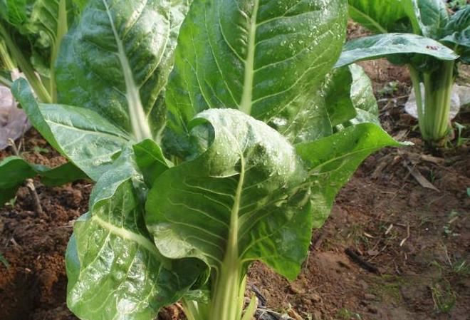 采摘|农村地里若遇见此野菜，记得要采摘回家，有很多好处，望周知
