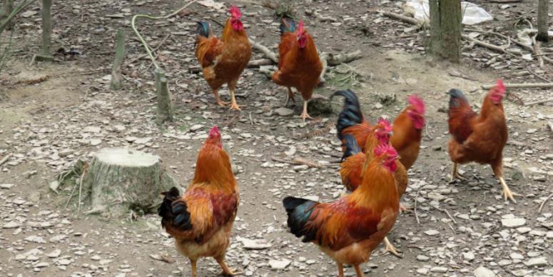 宝贝|去趟农村别闲着,路边看见这些宝贝,多扛些回家养花,赚大了