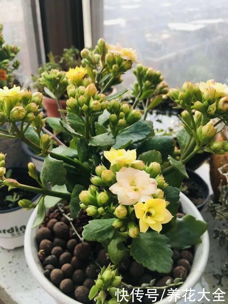 上万块的蟹爪兰，开花像烟花，养过的人不多