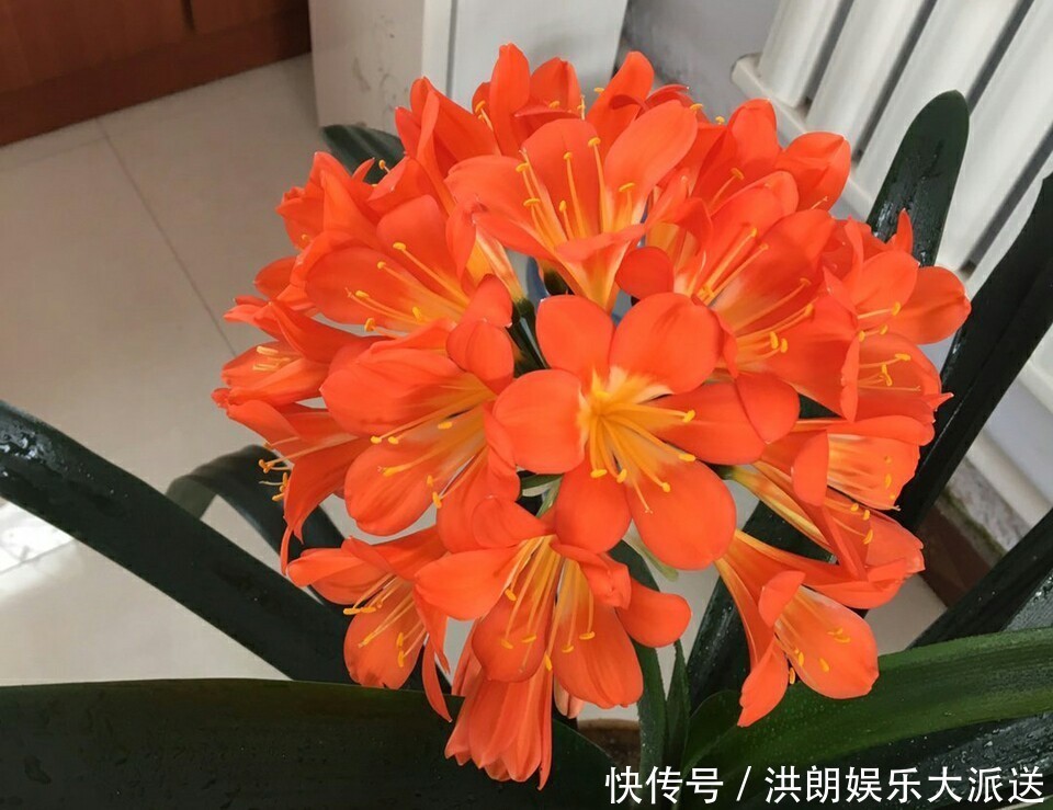 磷酸二氢钾|君子兰窜剑后该如何浇水容易忽视这个小细节,很多人中招