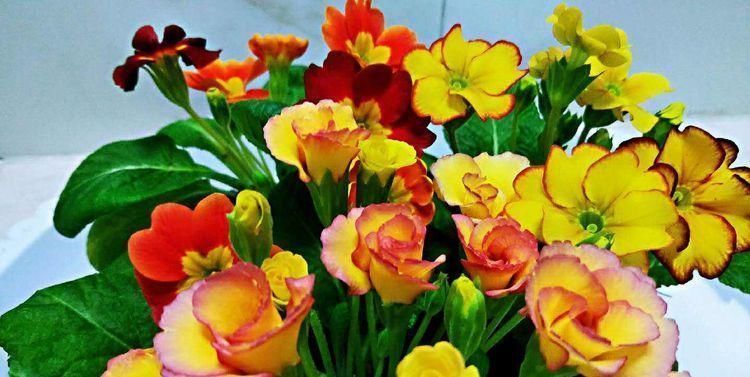 此物件,肥效是磷酸二氢钾的2倍,人见人讨厌,殊不知养花一级棒