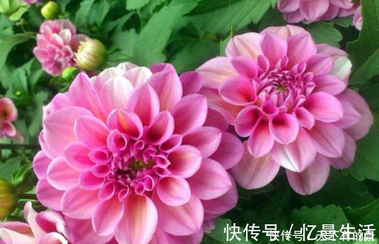 4种花养在家里，非常容易长爆盆，十分美丽，生命力顽强