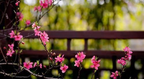 悲春伤秋|白居易一首桃花诗，表面上写花，实际上讲自己，读一次心疼一次