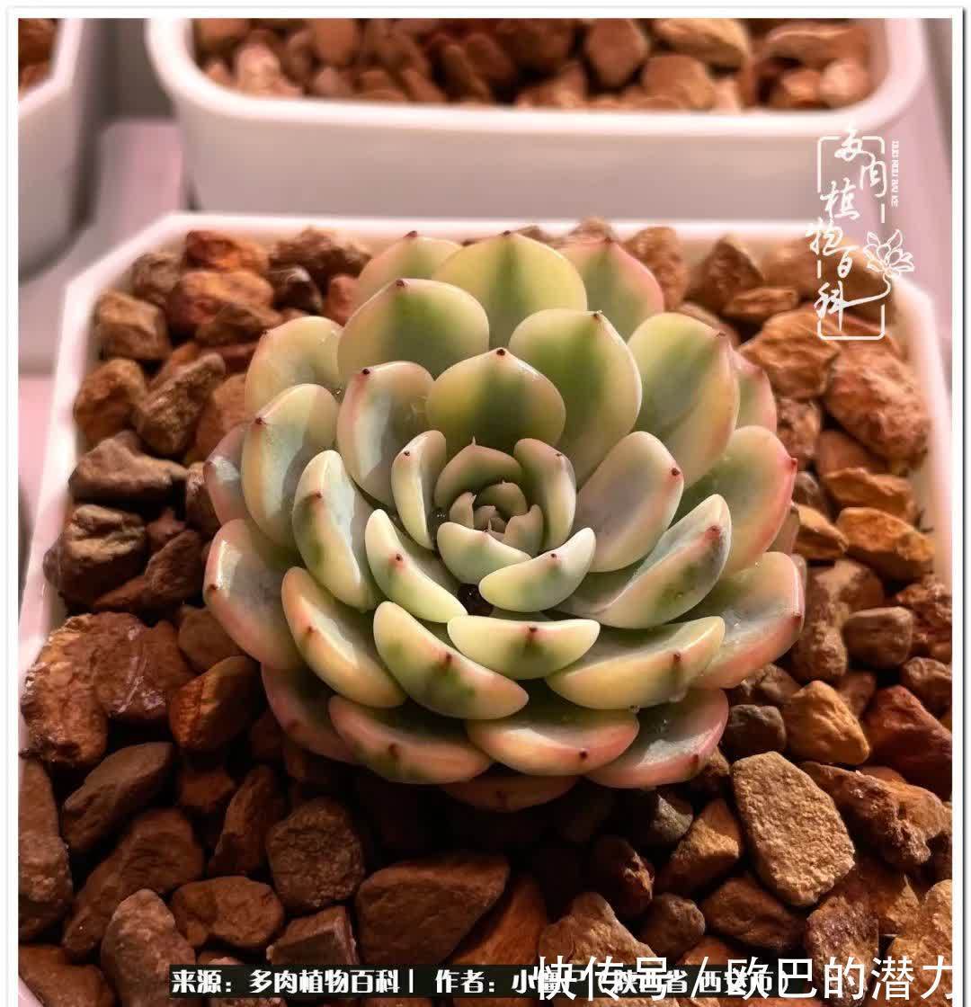 从景天到水泡和肉锥,那些年阳台种植多肉的历程!