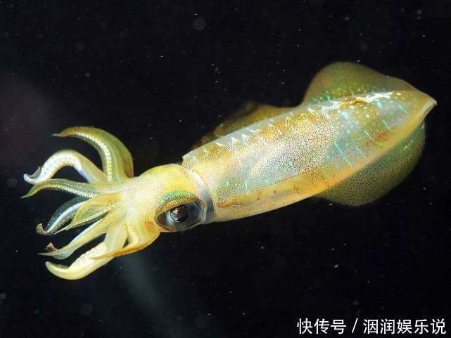 不会飞的动物也想“飞”那些向往飞行的动物学会的第一个“技能”