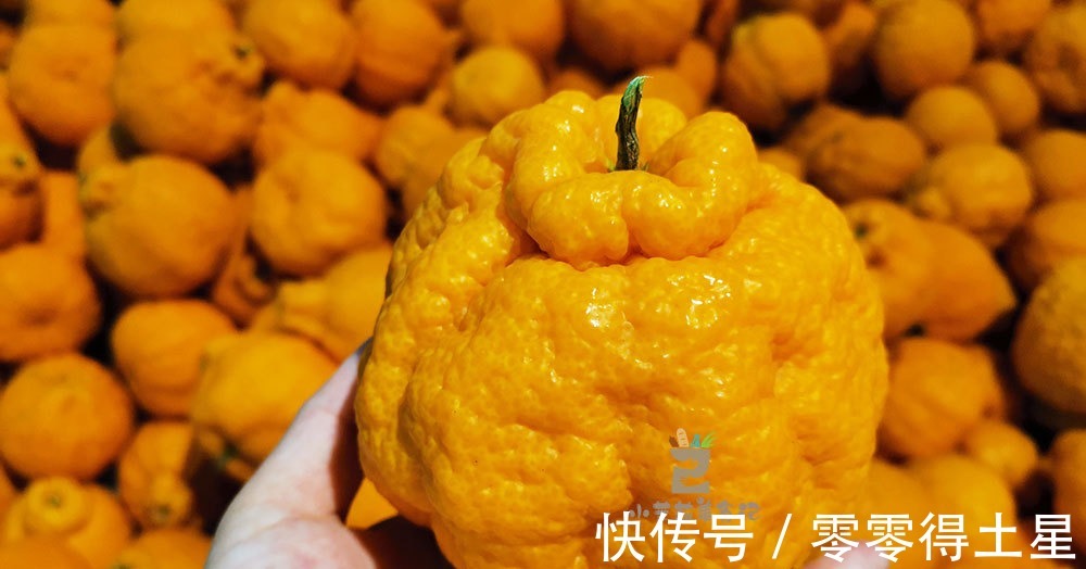 果蒂|买丑橘,“尖的”和“扁的”区别很大,记住3点,挑到好吃的丑橘!