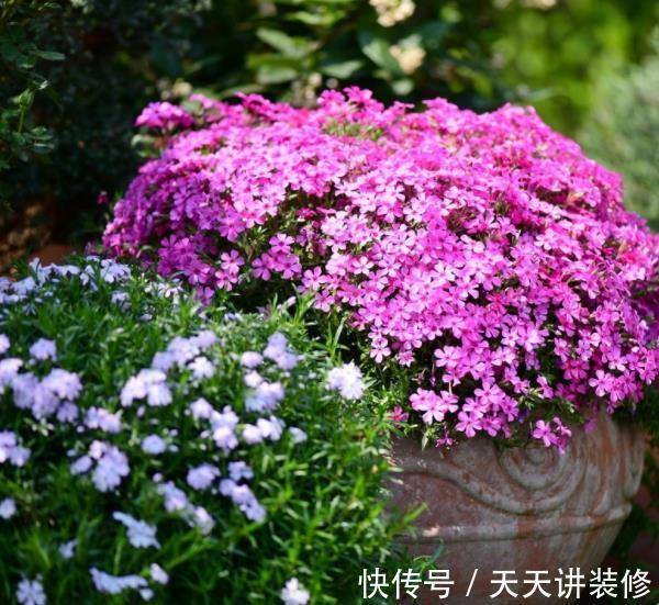 有个小院子,定要种上2种漂亮花,开出一片花海,美极了