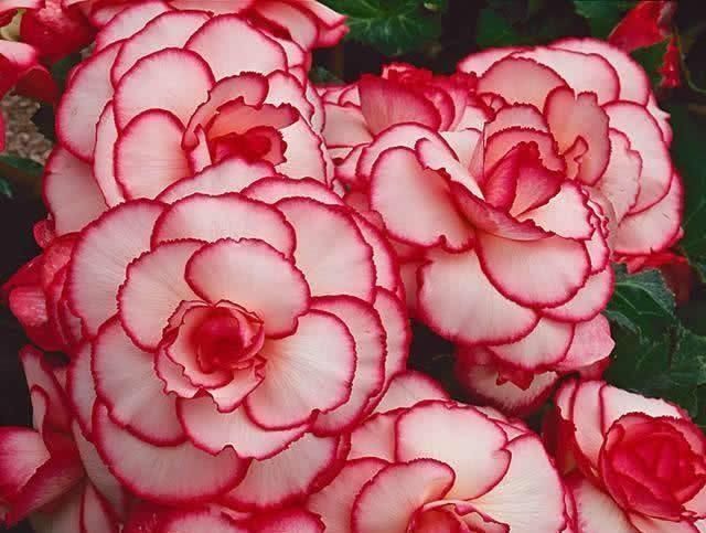 1种花,漂亮花大,只成双成对开放,花期长,家养一盆半年有花看