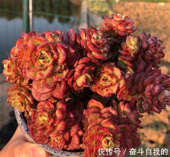 比“玫瑰”还漂亮,养成老桩就是一束手捧花,难怪有人养了几十盆!