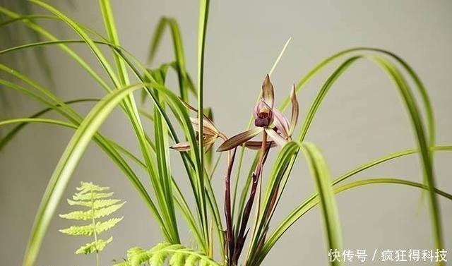 惊喜|这3种花不开花像野草，很多人都以为是野韭菜，开花后令人惊喜