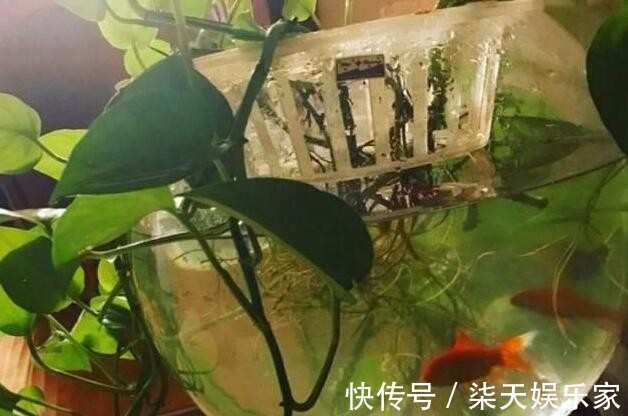 叶片|只需简单一招,绿萝吊兰疯长不停,长出1米很随意