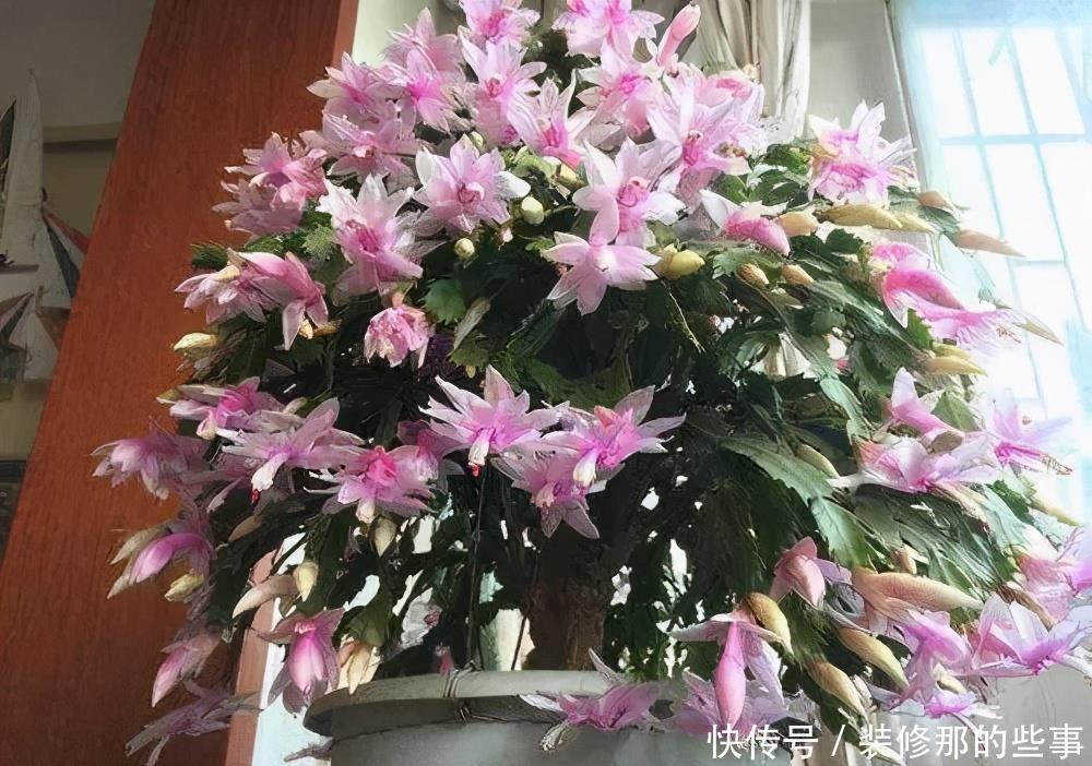 秋天|4种花6月开始“夏眠”,少浇水别施肥,睡饱了才能安全度夏