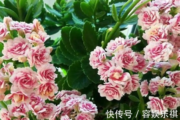 想把长寿花养好,从“上盆”这一步做起,才能生长茂盛,花开满盆