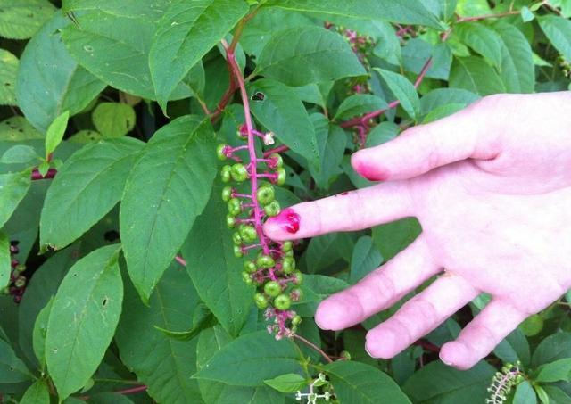 指甲|农村一稀罕野草,形似苋菜,根似人参,民间称它为“见肿消”