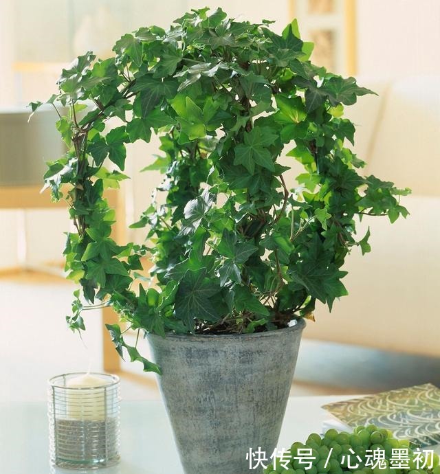 卧室就养4种花，“养人”又养气，不是没有道理！