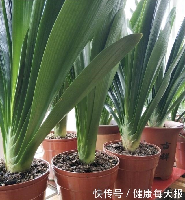 有机肥料|淘米水鸡蛋壳,不如“几粒它”,养花用1点,半年不施肥,长爆盆!