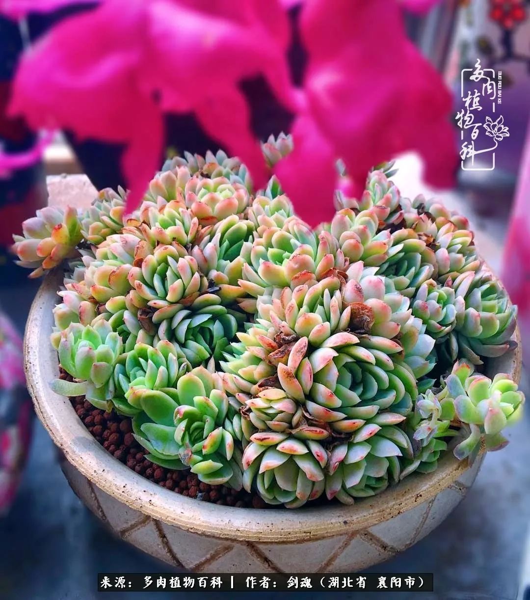 花盆|当美丽的多肉邂逅漂亮的手绘花盆,会是怎样的一种美