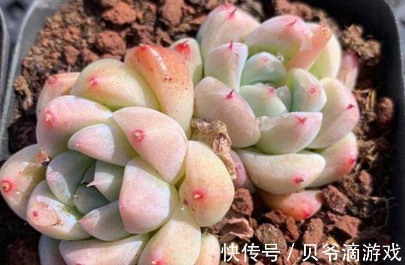 月影系|11月养盆多肉西施,叶片粉嫩惹人爱,养成群生肉墩子,真美