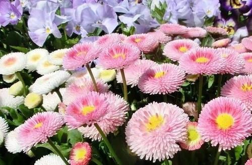 1种“矮个”花卉，开花似“绒球”，一开100天，漂亮又好养