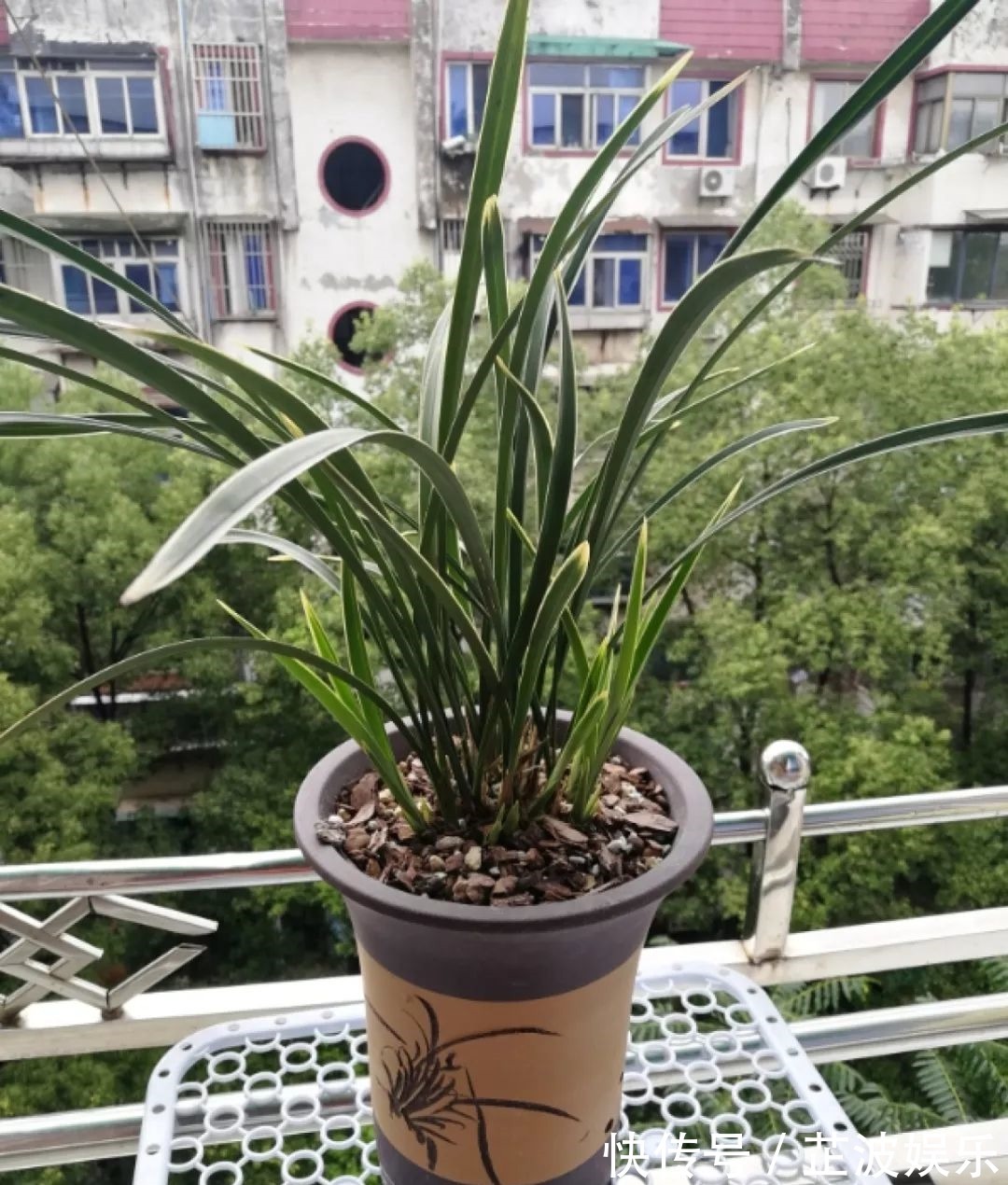 绿萝浇啤酒,文竹来勺糖,1个月嗖嗖长2米!