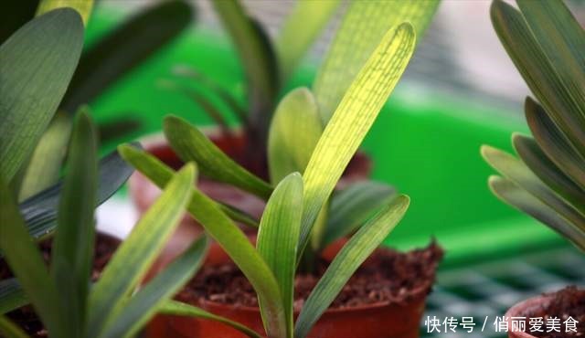 叶芯|君子兰一直长不好,跟“换盆”有关系,很多人都做错了