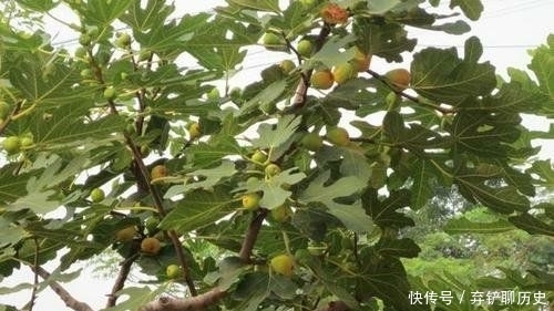 水龙吟·深闺阿姐