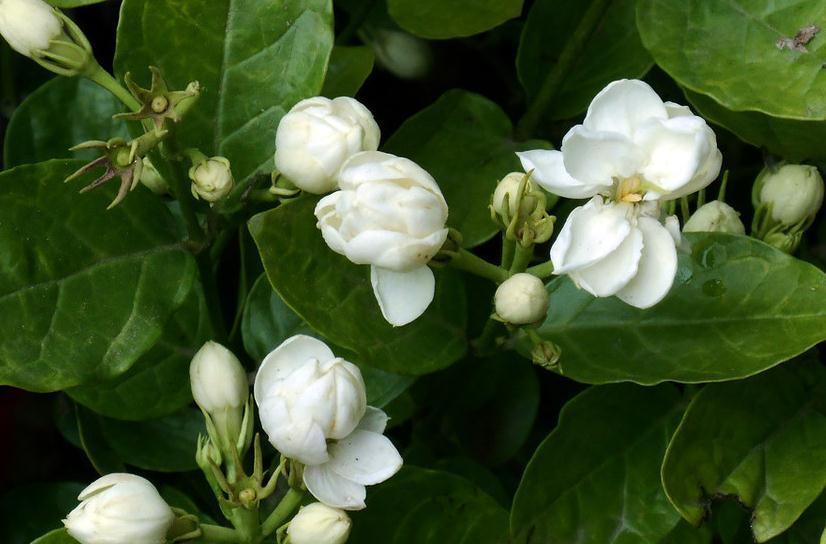 养殖茉莉盆栽,最怕这3点,一不小心就枯萎,现在学习来得及