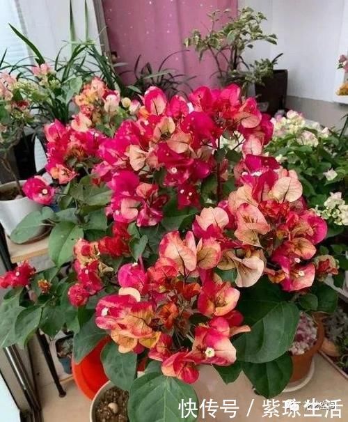 三角梅|两种“促花水”，给三角梅、蟹爪兰用一勺，开花爆盆，又美又仙