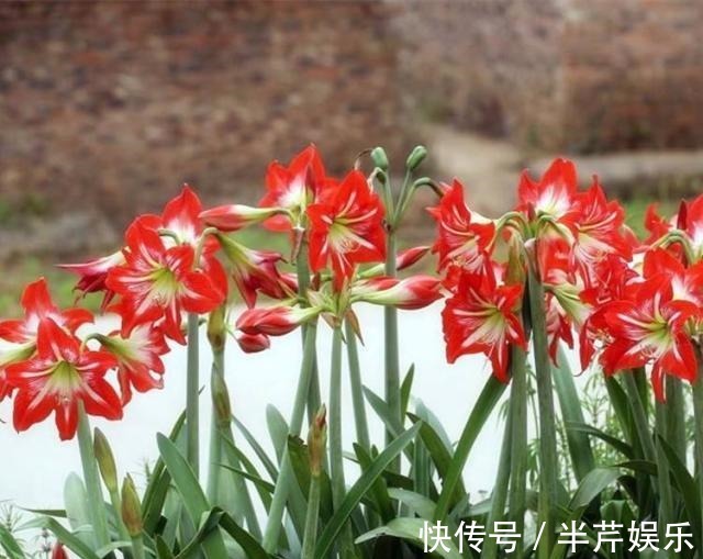 “此花”一年开4、5次，好养开花美，朋友看了多夸赞，比君子兰强