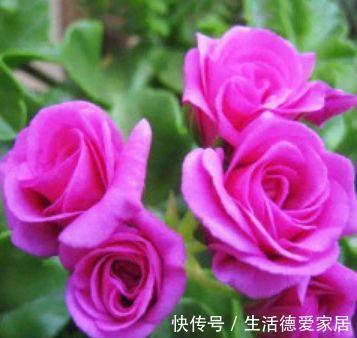 匮也|农历7月10日开始，养花养个耐看的，越晒越爆盆，阳台开出花海