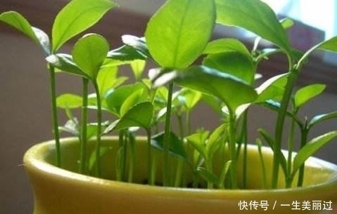 有“3种果核”不要扔,留下一点栽盆里,7天就发芽,来年结果旺盛