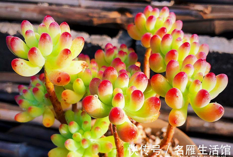 以至深秋，养一棵乙女心多肉老桩，冬天叶片就像QQ糖一样红润通透