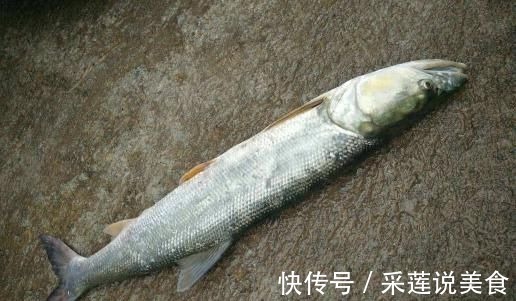 钓鱼人|俗称水老虎,淡水养殖的害鱼,能吃掉水中所有鱼,一条能卖上千元