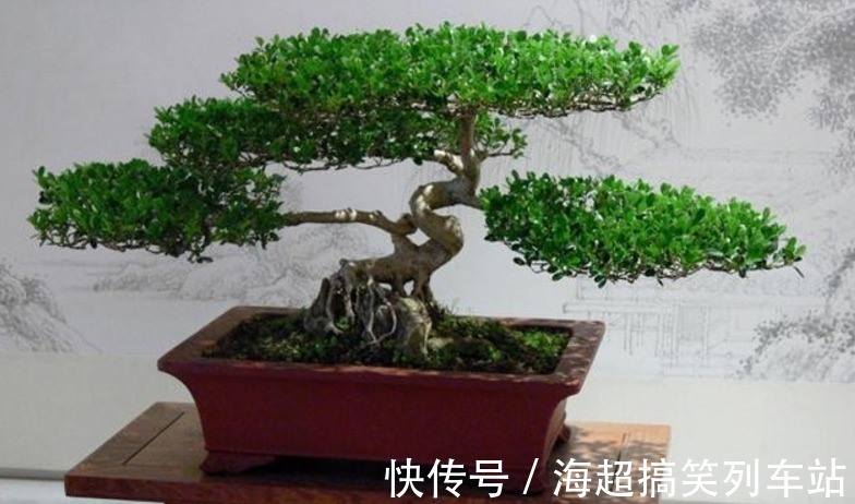 制成盆景的瓜子黄杨，搁家里能显主人品味、身份，该怎么养护？