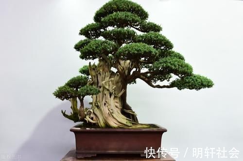 买盆景学问大,栽种环境、合适的树种,都要考虑周到,莫“踩坑”