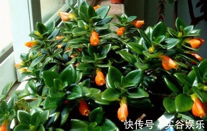 1种花,花开四季,满枝“黄金鱼”,比月季好养,寓意生生不息