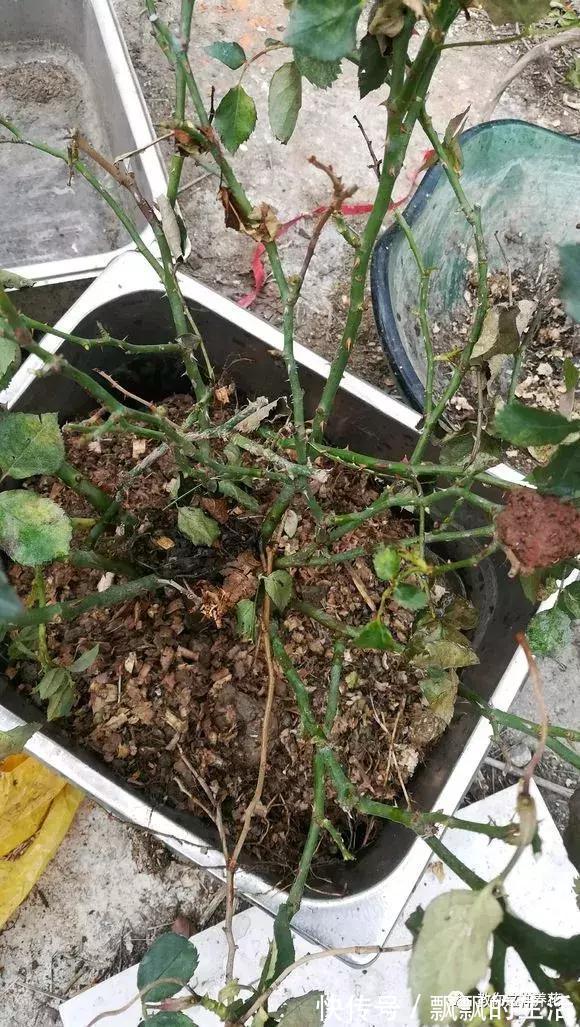 回家|垃圾桶里一堆“贵货”花,丢人也要捡,带回家就开花