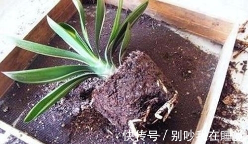 养花小知识,君子兰篇