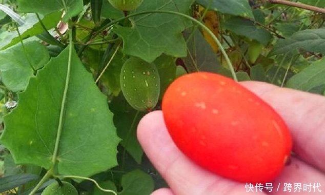 红参果|女性不想一脸皱纹,要多吃此物,淡化色斑,抚平皱纹,皮肤更细腻