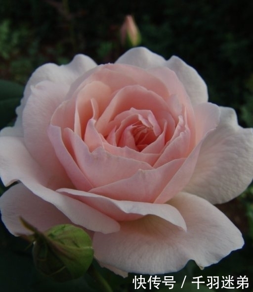 关键|婆婆养月季只选一种,好养抗性强,关键“爱”开花,比养欧月实在