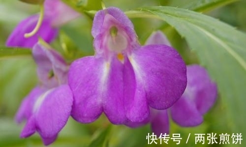 栽种|俗称“指甲花”,能染指甲能防蛇,却是“蛇蝎美人”,栽种要小心