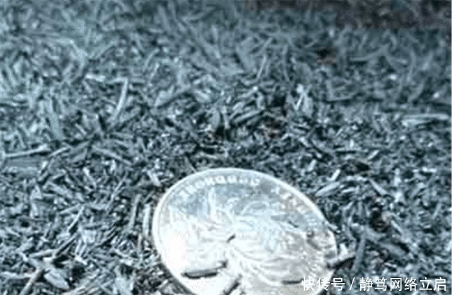 老大爷养君子兰,用上3种“黑炭块”,齐刷刷冒白根,年年开花旺