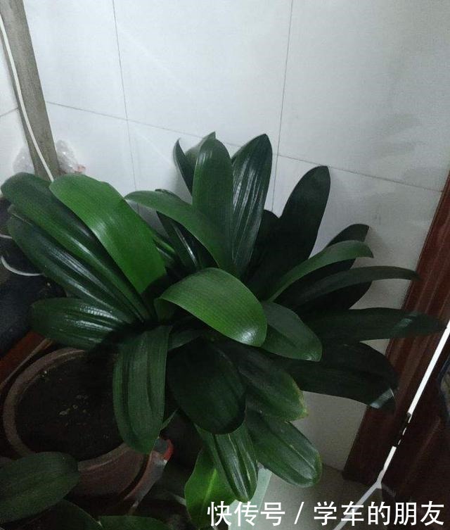 4种花爱喝啤酒,半个月给它喂1盅,越喝叶子越绿!