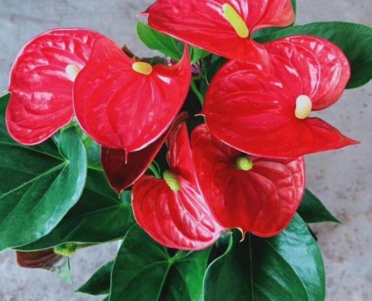 天竺葵|几款花卉，堪称是开花机器，开花勤爱爆盆，养在阳台极美