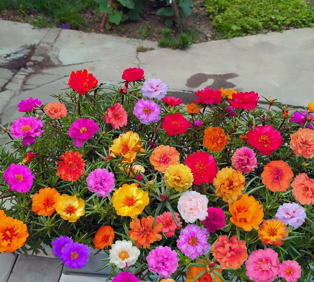 5种“养不死”的花,遇到土就能活,养死它的,建议别养花了!