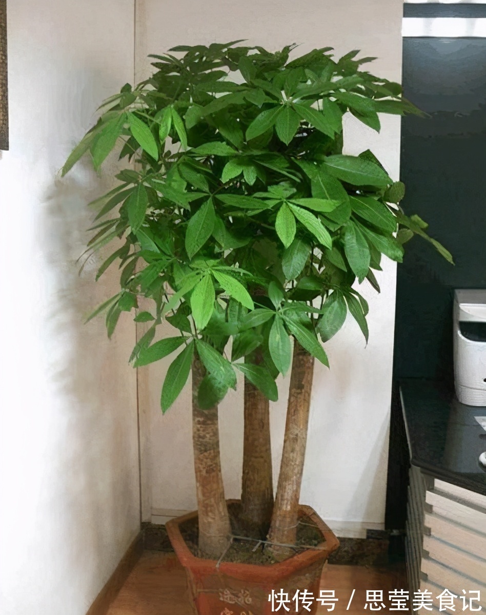 七种带“钱”的花,好看又好养,寓意吉祥,财源滚滚,建议养一盆