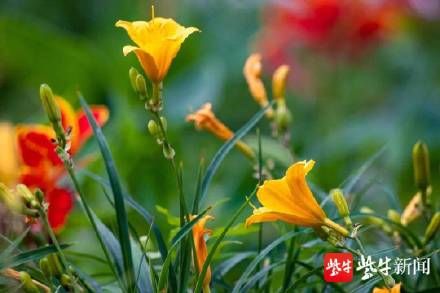 花卉|玄武湖水生花卉盛开，夏天的味道越来越浓