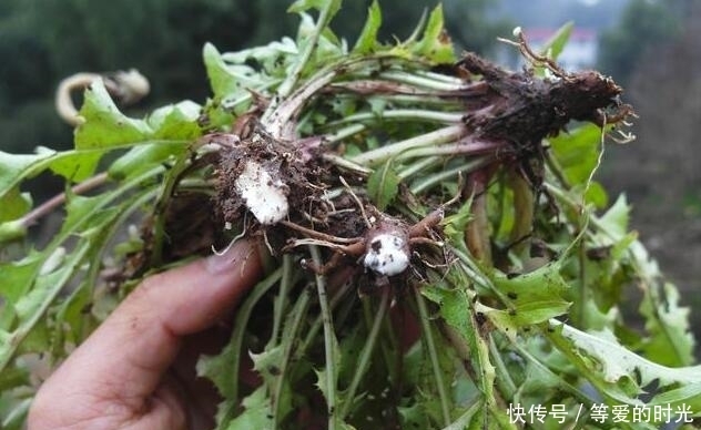 跑光|口中有3个症状，肝病悄悄来登门，1种常见植物煮水喝，肝毒跑光