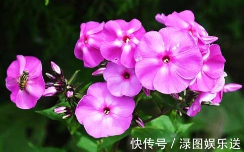 想要家里香喷喷,不如多养点这样的植物,不仅香气四溢,还能驱蚊